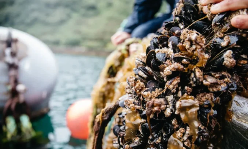 英国：贻贝养殖有助于改善沿海环境